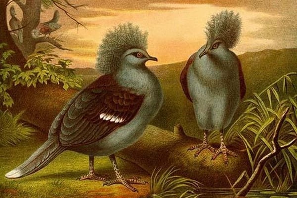 Crowned Pigeons by Friedrich Wilhelm Kuhnert - Art Print