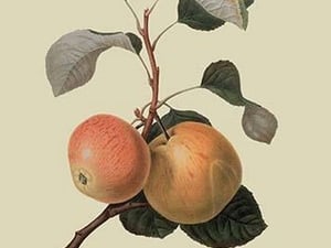 Kerry Pippin - Apple by William Hooker #2 - Art Print