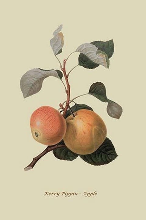Kerry Pippin - Apple by William Hooker #2 - Art Print