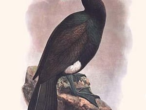 Carbo Persspicillatus by Lionel Walter Rothschild - Art Print