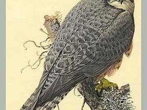 Abyssinian Lanner by Louis Agassiz Fuertes - Art Print