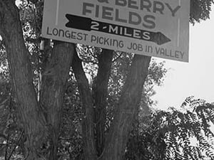 Hop & Berry Fields by Dorothea Lange - Art Print