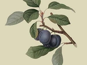 Precoce de Tour - Plum by William Hooker - Art Print