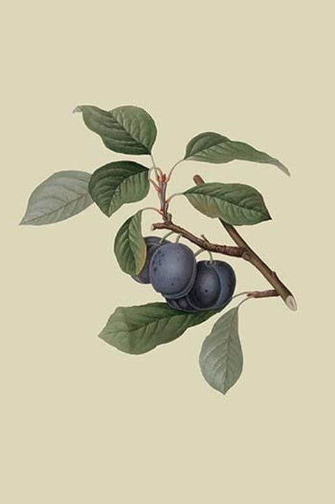 Precoce de Tour - Plum by William Hooker - Art Print