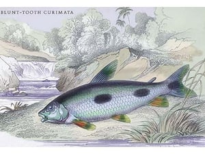 Blunt-Toothed Curimate by Robert H. Schomburgk - Art Print