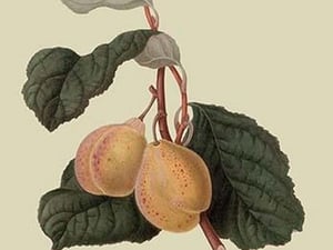Coes Golden Drop - Plum by William Hooker #2 - Art Print