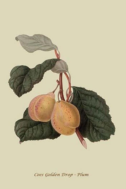 Coes Golden Drop - Plum by William Hooker #2 - Art Print