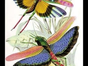 Insects: Locusta Cristata and L. Flava by James Duncan - Art Print