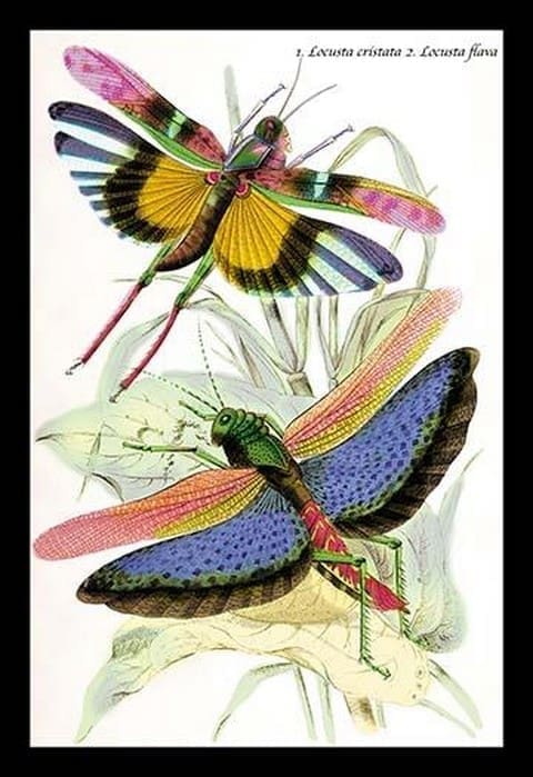 Insects: Locusta Cristata and L. Flava by James Duncan - Art Print