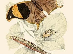 European Butterflies & Moths by James Duncan 5 - Art Print