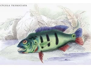 Cychla Trifasciata by Robert H. Schomburgk - Art Print