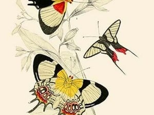 European Butterflies & Moths by James Duncan 6 - Art Print
