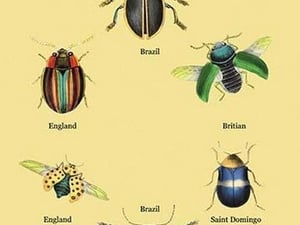 Beetles of Brazil