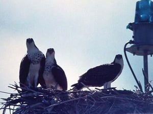 Osprey by Mary Hollinger - Art Print