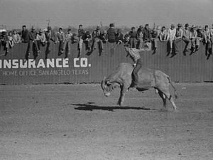 Riding a Brahma Bull by Russell Lee - Art Print