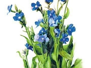 Anchusa Italica Var by H.G. Moon - Art Print