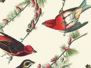 Christmas Birds and Holly by Sara Pierce - Art Print