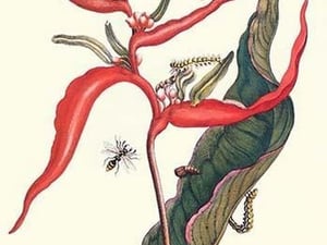 Heliconia & Potter Wasp by Maria Sibylla Merian - Art Print
