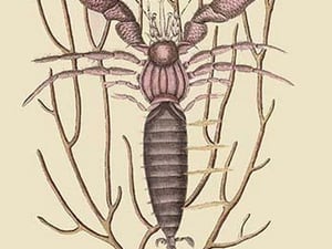 Sea Hermit Crab by Mark Catesby #2 - Art Print