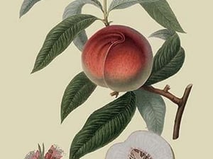 Galande Peach by William Hooker #2 - Art Print