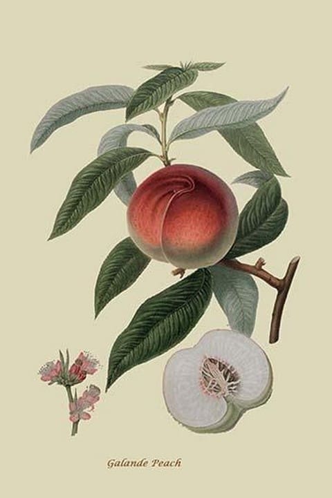 Galande Peach by William Hooker #2 - Art Print