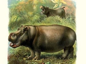 The Hippopotamus - Art Print