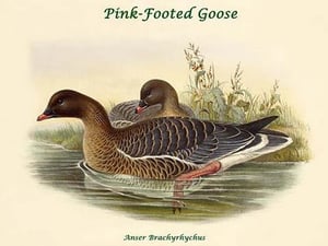 Anser Brachyrhychus - Pink-Footed Goose by John Gould - Art Print