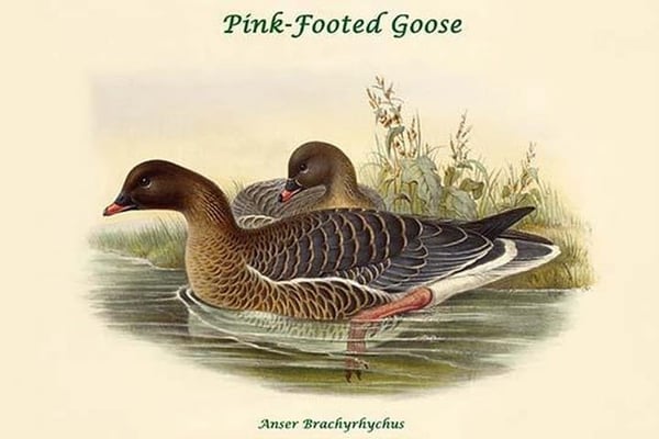 Anser Brachyrhychus - Pink-Footed Goose by John Gould - Art Print