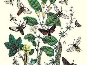Moths: M. Stellatarum