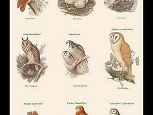 Birds of Prey - Owls - Vertical Classroom Poster I by John Gould - Art Print