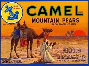 Camel Mountain Pears - Art Print