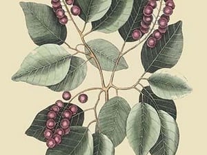 Cherry-Cerasus by Mark Catesby #2 - Art Print