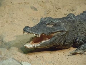 The Crocodile by Jason Pierce - Art Print