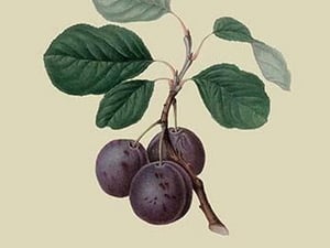 La Royale Plum by William Hooker #2 - Art Print