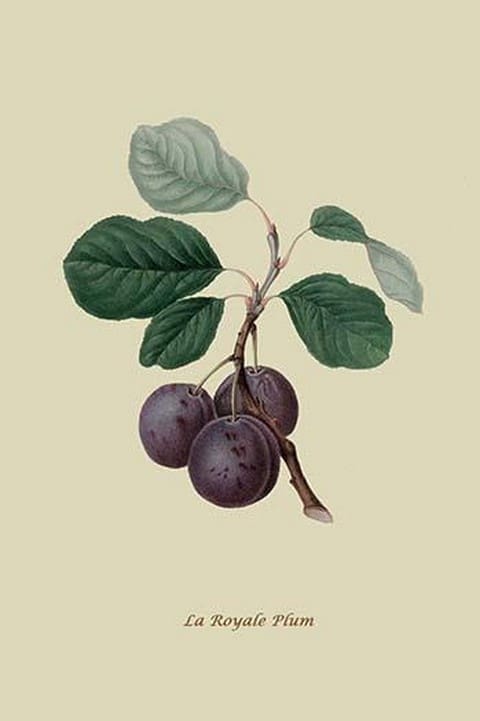 La Royale Plum by William Hooker #2 - Art Print