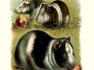 Guinea Pigs - Art Print
