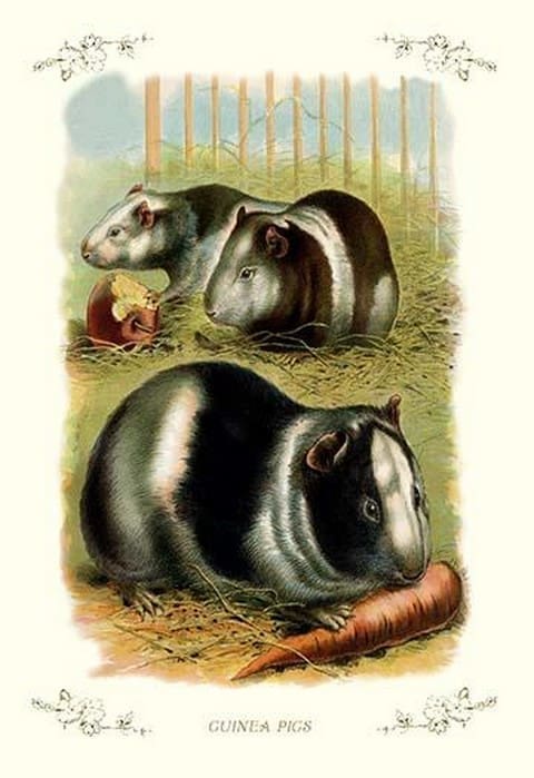Guinea Pigs - Art Print