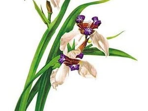 Marica Northiana by H.G. Moon - Art Print