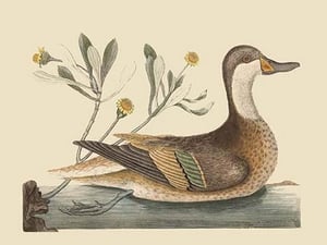 Bahama or Hathera Duck by Mark Catesby - Art Print