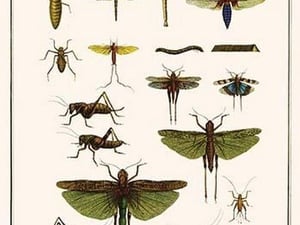 Crane flies
