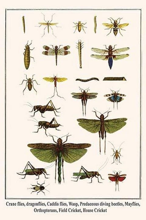 Crane flies