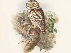 Athene Noctua - Little Owl by John Gould - Art Print