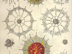Rhizosphaera