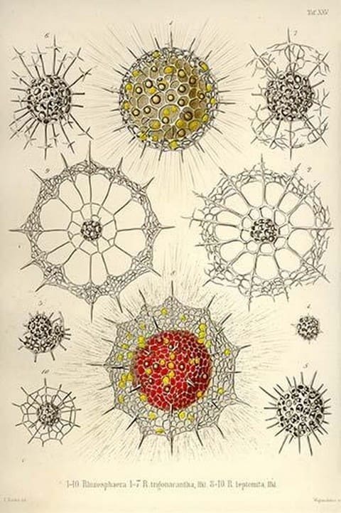 Rhizosphaera
