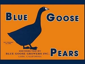 Blue Goose Pears - Art Print