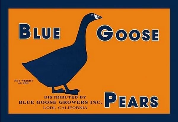 Blue Goose Pears - Art Print