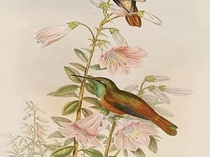 Amazilla Pristina - Hummingbirds by John Gould - Art Print