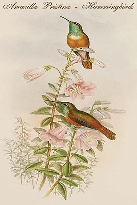 Amazilla Pristina - Hummingbirds by John Gould - Art Print