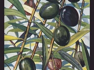 Olives - Art Print