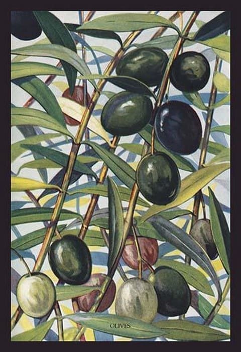 Olives - Art Print